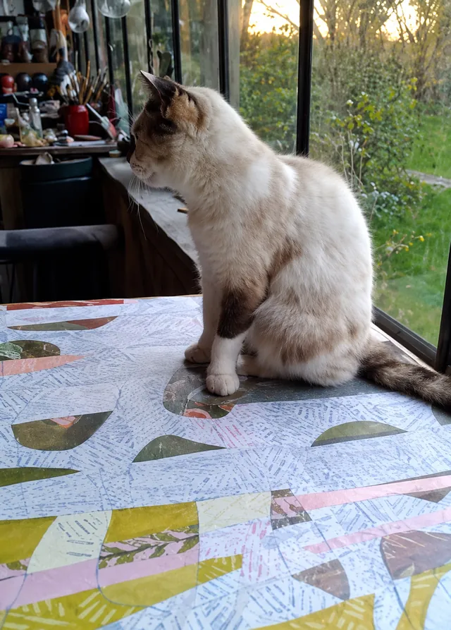 The studio cat at the window